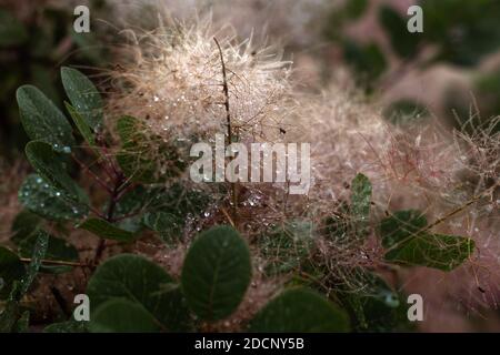 Beige Farbe Champagner Set Segel Smoketree mit Tropfen Tau, Skumpiya Gerben, close up, Cotinus coggygria. Rosafarbene flauschige Äste. Stockfoto