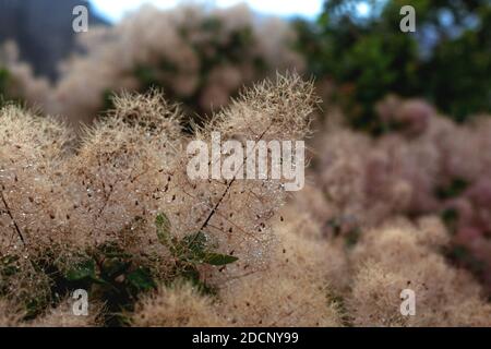 Beige Farbe Champagner Set Segel Smoketree mit Tropfen Tau, Skumpiya Gerben, close up, Cotinus coggygria. Rosafarbene flauschige Äste. Stockfoto