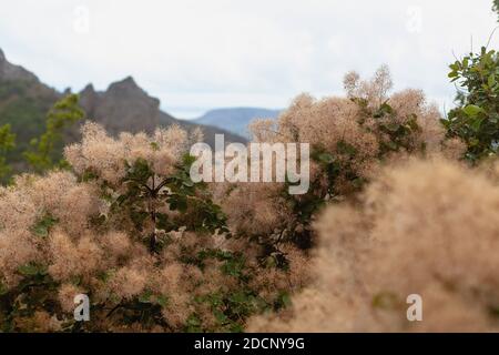 Beige Farbe Champagner Set Segel Smoketree mit Tropfen Tau, Skumpiya Gerben, close up, Cotinus coggygria. Rosafarbene flauschige Äste. Stockfoto