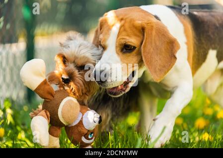 Niedlicher Yorkshire Terrier Hund und Beagle Hund chese einander im Hinterhof. Stockfoto