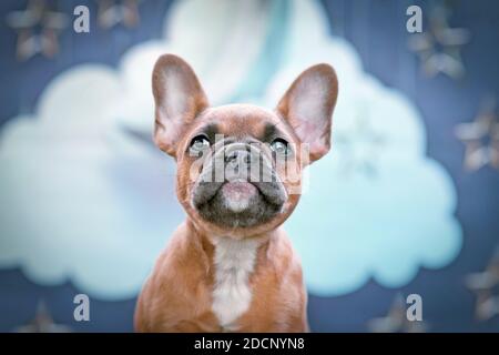 Portrait von niedlichen roten Rehkitz Französisch Bulldog Hund Welpen in Vor dem Studio Himmel Hintergrund Stockfoto