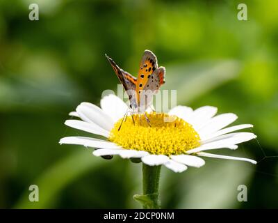 Japanischer Kupferschmetterling, Lycaena phlaeas daimio, ruht auf einer großen weißen Gänseblümchen in der Nähe von Yokohama, Japan. Stockfoto