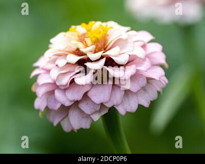Eine farbenfrohe, elegante Zinnia, Zinnia elegans, blüht in einem Blumenbett an einem Fluss in Yokohama, Japan. Stockfoto