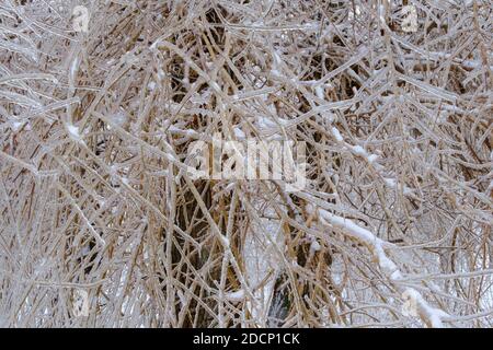 Glatteisregen. Eisiger Baum verzweigt sich nach einem eisigen Regen. Naturkatastrophe. Selektiver Fokus. Stockfoto