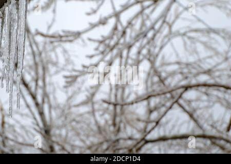 Glatteisregen. Verschwommener eisiger Baum verzweigt sich nach einem eisigen Regen. Naturkatastrophe. Selektiver Fokus auf die Eiszapfen. Stockfoto