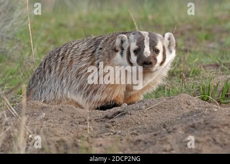 American Badger (Taxidea Taxus). Yellowstone National Park, Wyoming, USA. Stockfoto