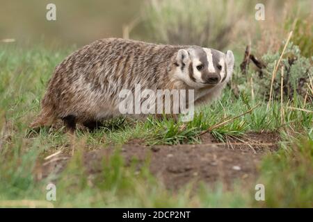 American Badger (Taxidea Taxus). Yellowstone National Park, Wyoming, USA. Stockfoto