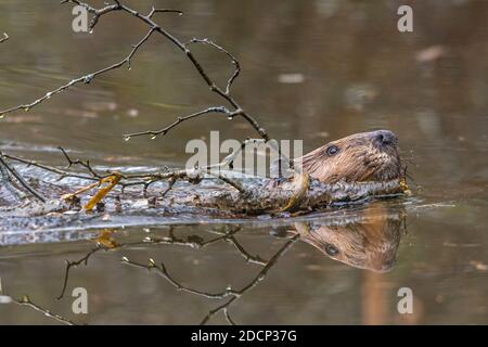 Nordamerikanischer Biber (Castor canadensis) beim Schwimmen. Acadia National Park, Maine, USA. Stockfoto