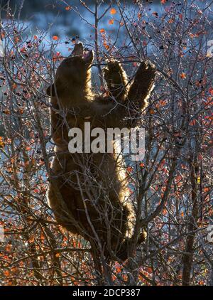 Black Bear (Ursus americanus) Fütterung mit Weißdorn-Beeren bei Sonnenaufgang. Der Grand Teton National Park, Wyoming, USA. Stockfoto