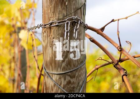 Stock im Weinberg mit der gedruckten Nummer 15 Stockfoto