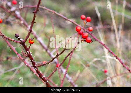 Rote Früchte in einer Bramble mit Dornen Stockfoto