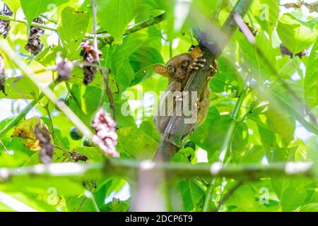 Ein philippinischer Tarsier im philippinischen Tarsier Sanctuary in Bohol Stockfoto