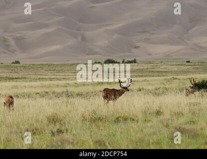 Große Sanddünen Mit Weidenden Hirschen Im Vordergrund Great Sand Dunes National Park an EINEM sonnigen Sommertag Stockfoto