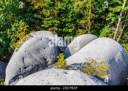 Elephant Sandstone Rocks, Sloni kameny, bei Jitrava im Lausitzer Gebirge, Tschechische Republik Stockfoto