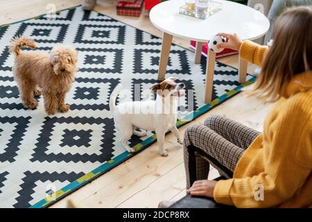 Einer von zwei niedlichen Hunden Blick auf kleine Kugel gehalten Von Teenager-Mädchen in Casualwear Stockfoto