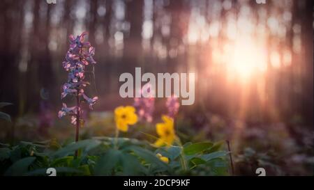 Corydalis blüht im Frühjahr in Laubwäldern. Die Pflanze ist im Roten Buch aufgeführt. Stockfoto