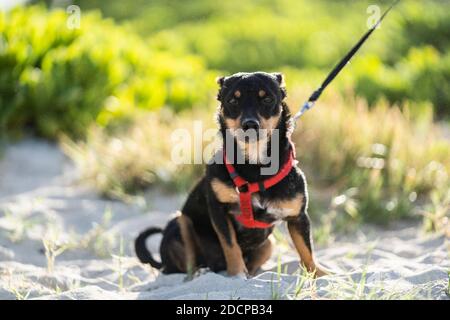 Kleiner schwarz-brauner Hund sitzt am Strand mit Leine und Geschirr Stockfoto