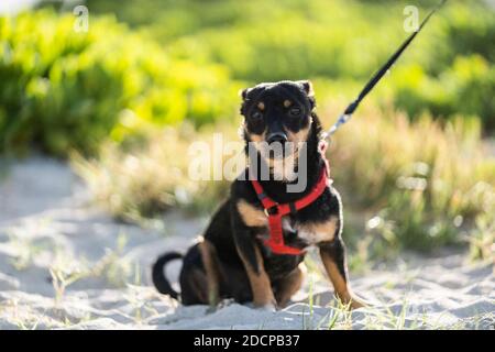 Kleiner schwarz-brauner Hund sitzt am Strand mit Leine und Geschirr Stockfoto