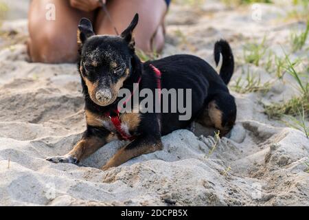 Schwarz und braun Hund liegt am Strand bedeckt Sand Stockfoto