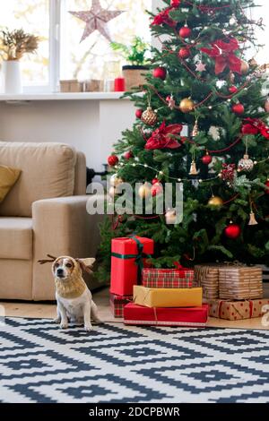 Niedliche und lustige Haustier Hund in warmen gestrickten Kopfbedeckung sitzen Am Weihnachtsbaum Stockfoto