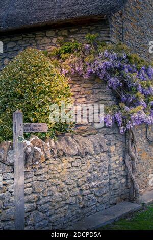 Eine historisch bedeutsame Hütte mit Strohdach und Schinkenstein mit Coker Moor-Wegweiser und Glyzinien in East Coker, Somerset, England Stockfoto