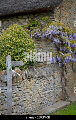 Eine historisch bedeutsame Hütte mit Strohdach und Schinkenstein mit Coker Moor-Wegweiser und Glyzinien in East Coker, Somerset, England Stockfoto