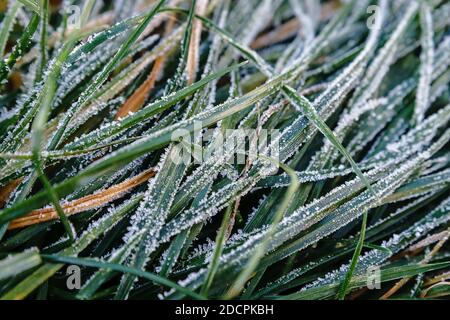 Textur von grünem Gras auf dem Boden mit Reif bedeckt. Stockfoto