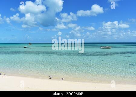 Möwen wandern am weißen Sandstrand am Ufer der Tarpum Bay, Eleuthera, Bahamas entlang. Drei Boote sind im klaren, blauen Meer gebunden. Stockfoto