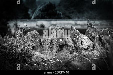 Nahaufnahme von alten Trockensteinmauern mit spitzen, mit Flechten bedeckten Kapselsteinen und umgeben von Wildblumen und Hecken, in der Grafschaft Somerset, England, Großbritannien, B&W Stockfoto