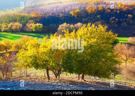 Gelbe Herbstbäume wachsen auf dem Hügel. Fantastische Herbstlandschaft Stockfoto