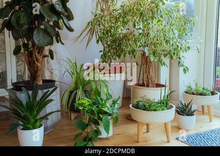 Der kleine Hausgarten im Hauszimmer. Zusammensetzung von verschiedenen stilvollen Töpfen mit verschiedenen Pflanzen im häuslichen Interieur. Home Gartenarbeit Konzept Stockfoto