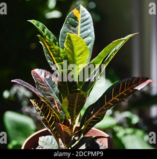 Croton Pflanze, auch genannt Feuer Croton, Garten Croton, oder vielblättige Croton (Croton variegatum, oder Codiaeum variegatum) Stockfoto