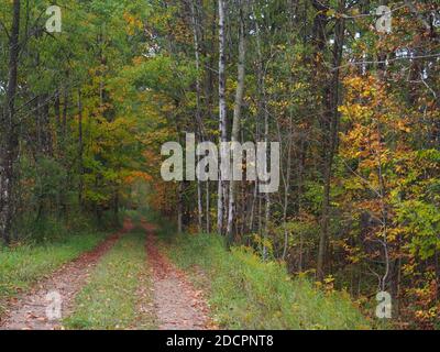 WALDWEG IM HERBST NORD-MICHIGAN Stockfoto