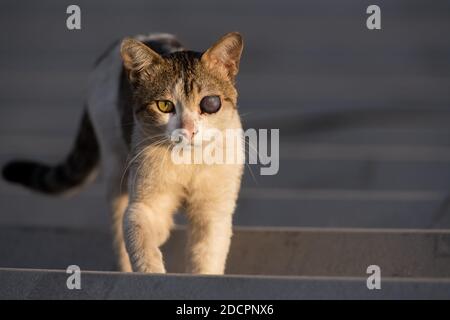 Eine Rettungskatze in einem Tierheim mit einer Prothese Auge Stockfoto