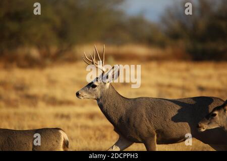 Hirsch am sprinenden Zaun Stockfoto