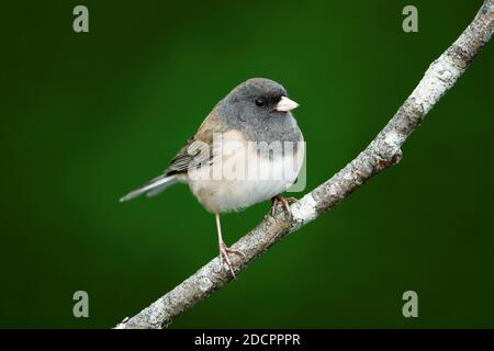 Weibliche dunkeläugige Junco (Junco hyemalis) auf Ast, dunkelgrüner Hintergrund, Snohomish, Washington, USA Stockfoto