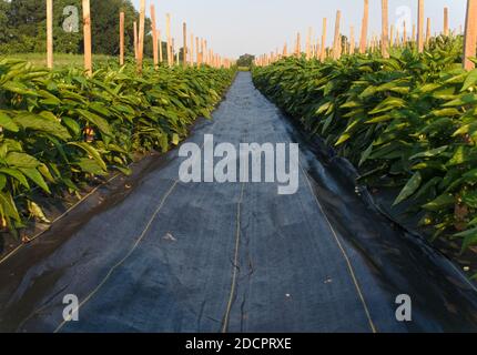 Lange Reihen von Paprika Pflanzen in der Morgensonne, auf einer Amish Farm in Lancaster, Pennsylvania Stockfoto