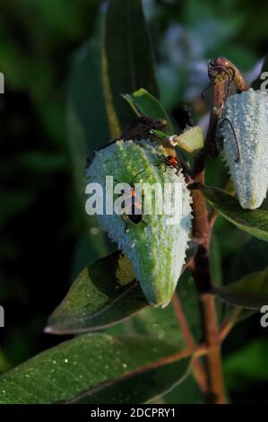 Eine schwarze und orange Milchkrautwanze auf einem grünen unreifen Milchkrautkapsel Stockfoto