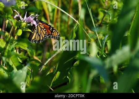 Ein orangefarbener, schwarz-weißer Monarch-Schmetterling, der aus einer purpurnen Bienenbalsam-Blume Nektar erhält Stockfoto