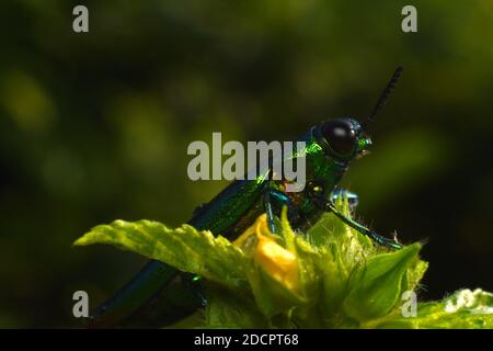 Nahaufnahme eines Jewel Beetle vor verwacklungsunscharmem Hintergrund. Stockfoto