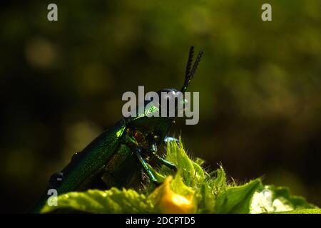 Schmuckkäfer Chrysochroa fulminans Stockfoto