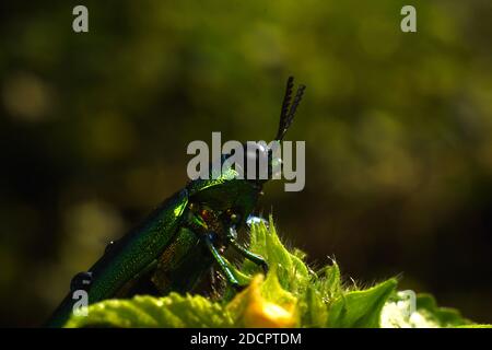 Schmuckkäfer Chrysochroa fulminans Stockfoto