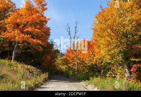 Bergstraße durch einen Mischwald. Ahorn und Buche in feurigen Herbstfarben. Stowe Mountain Auto toll Road auf Mt. Mansfield, Stowe, Vermont, USA. Stockfoto