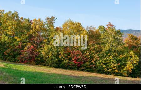 Nördlicher Laubwald. Zuckerahorn, Buche und Birken wechseln im Herbst ihre Farbe, an der Seite eines Abhangs auf Mt. Mansfield. Stowe, VT, USA. Stockfoto