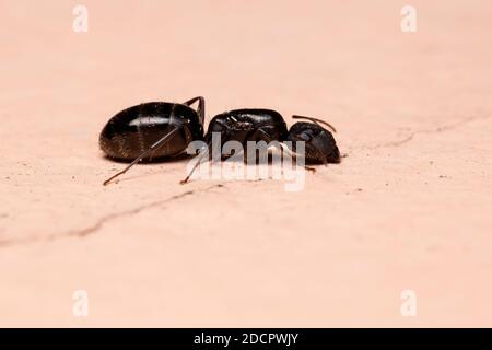 Zimmermannsart der Gattung Camponotus Stockfoto