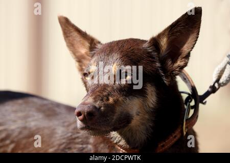 Australischer Kelpie oder Schafhund Stockfoto