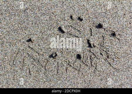 Vogelfußabdrücke auf dem Sand auf Corregidor Island, Philippinen Stockfoto