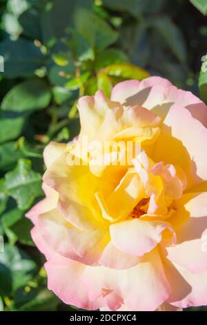 Gelbe und rosa Rosenblüte. Nahaufnahme der Gartenblume mit geringer Schärfentiefe Stockfoto