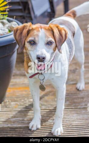 Cute Beagle bereit, draußen zu spielen. Stockfoto