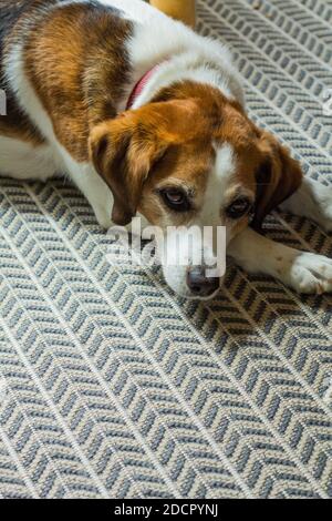 Niedliche Beagle auf dem Boden ruhen. Stockfoto